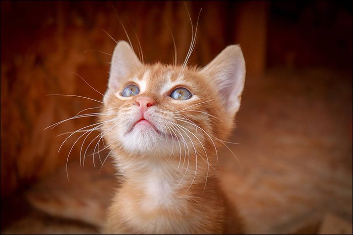 Foto gatito 01