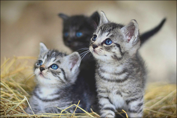 Foto gatito 02