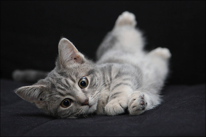 Foto gatito 03