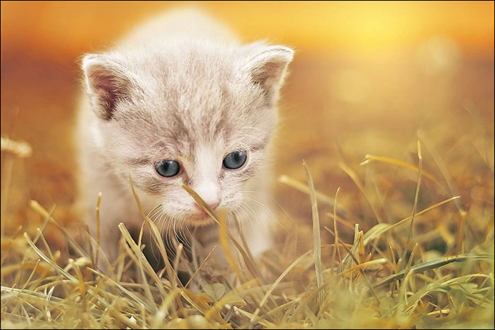 Foto gatito 05