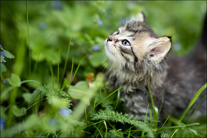 Foto gatito 06