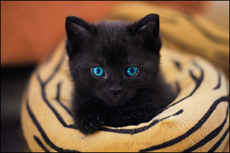 Videos de gatitos