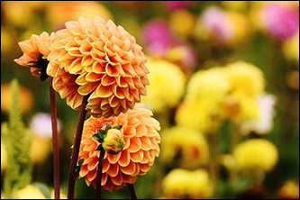 Flores de Dalias