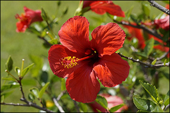 Hibisco planta